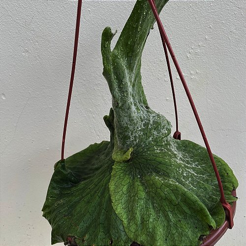 P.Fubuki pup（shizen plants） Folhagens - Meu Kokedama