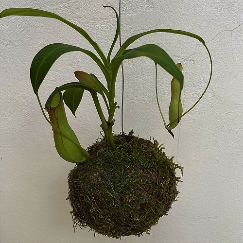 P.Fubuki pup（shizen plants） Folhagens - Meu Kokedama