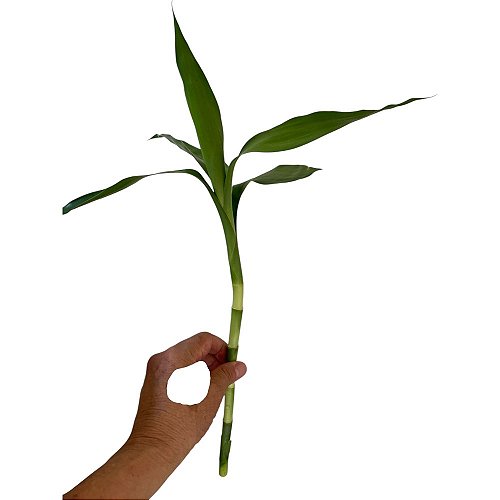 Folhagens - Meu Kokedama