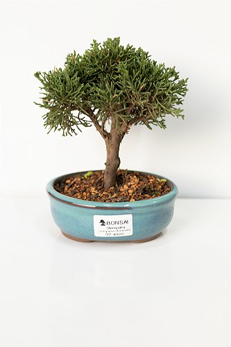 Bonsai - Jubamix