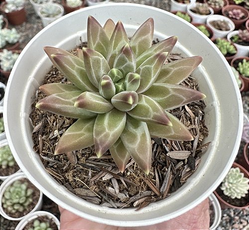 PACHY. COMPACTUM POTE 7 - Suculove By Juh