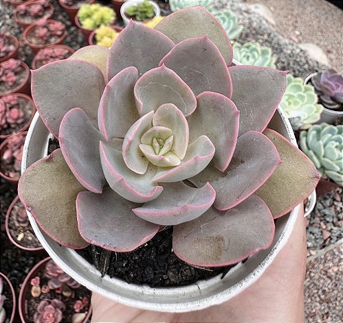 Arab amlari fotosuratlari