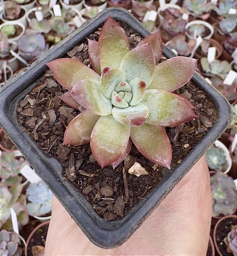 E. COLORATA SOLMÉRIA POTE 9 - Suculove By Juh