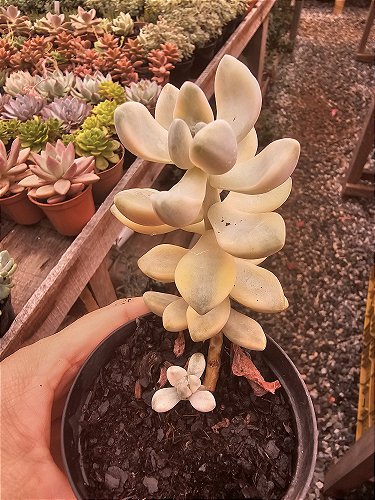 GASTERIA BATESIANA X ALOE VARIEGATA POTE 9 - Kátia Ferreira