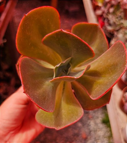 ECHEVERIA HIZE POTE 11 - Kátia Ferreira suculentas