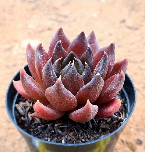Echeveria exótica - CACTUSCURITIBA