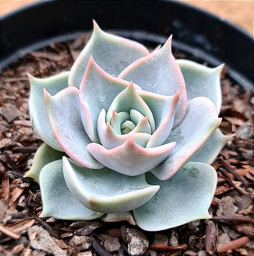 Echeveria snow bunny - CACTUSCURITIBA