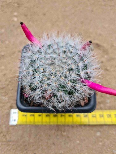 Mammillaria guerreronis - CACTUSCURITIBA