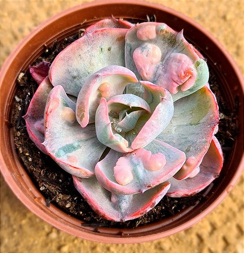 Echeveria exótica - CACTUSCURITIBA