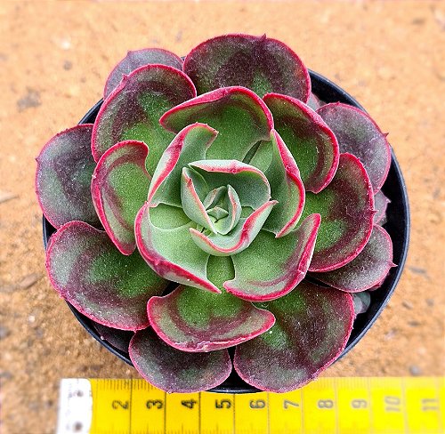 Echeveria snow bunny - CACTUSCURITIBA