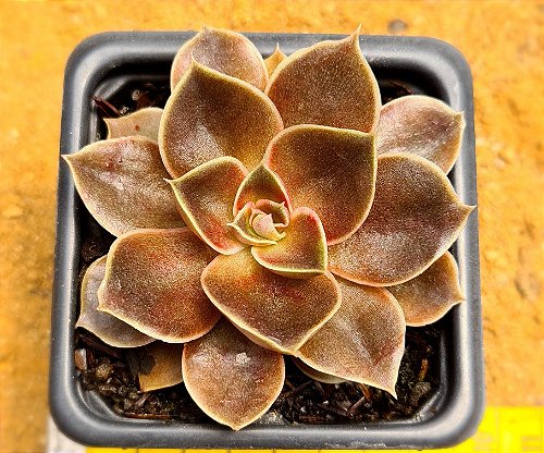 Echeveria phoenix fire - CACTUSCURITIBA
