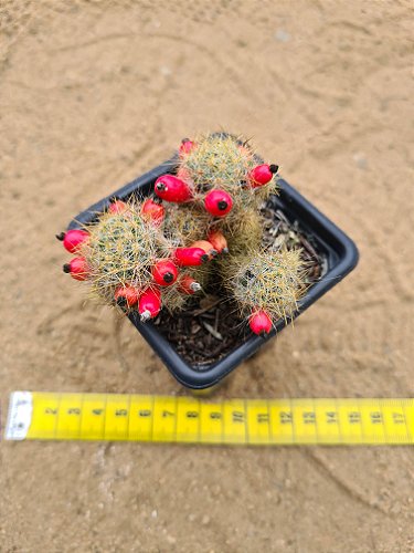 Mammillaria eriacantha - CACTUSCURITIBA
