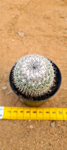 Mammillaria guerreronis - CACTUSCURITIBA