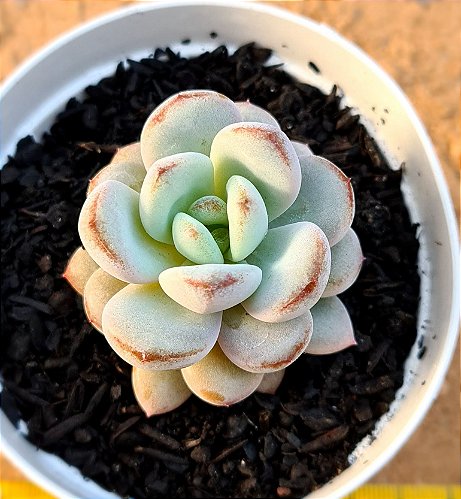 Echeveria snow bunny - CACTUSCURITIBA