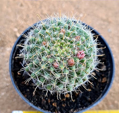 Mammillaria guerreronis - CACTUSCURITIBA