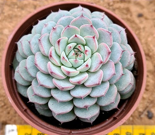 Echeveria white rabit - CACTUSCURITIBA