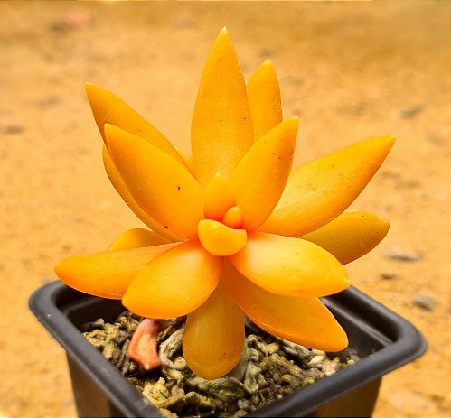DESIGNOBAUM BOFU 55 クリスタルチャート　+ソフトハニタス2個 Sedum pachyphyllum - CACTUSCURITIBA