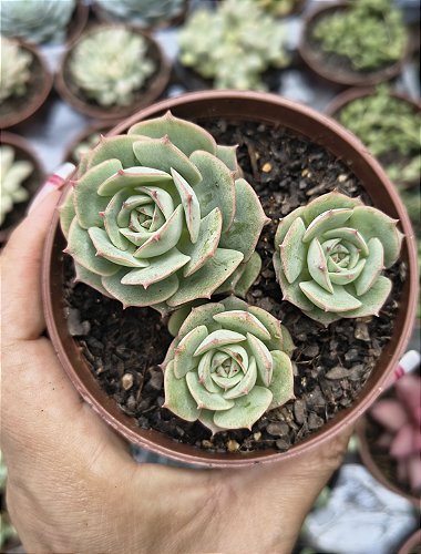 RIPSALIS CEREUSCULAPT POTE 7 - Regi Suculentas
