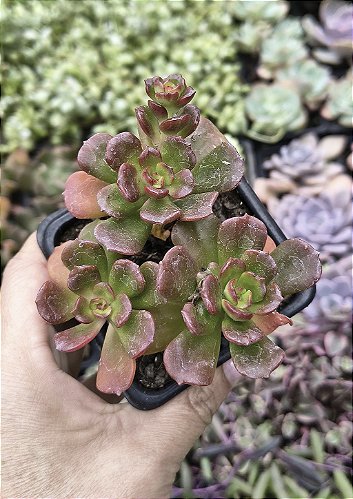RIPSALIS CEREUSCULAPT POTE 7 - Regi Suculentas