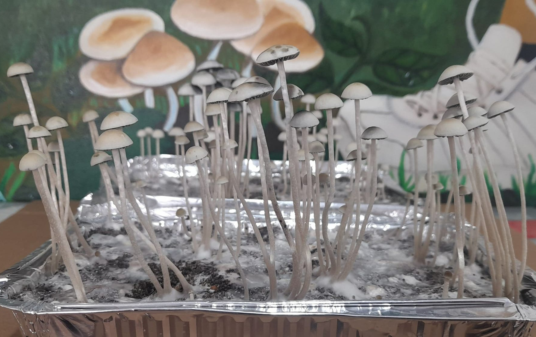 cogumelos magicos efeitos