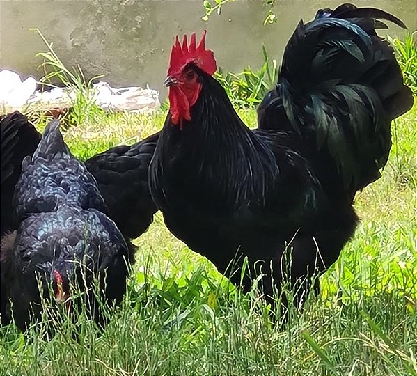 CROAD LANGSHAN Importado com Garantia de Fertilidade (06 ovos férteis)
