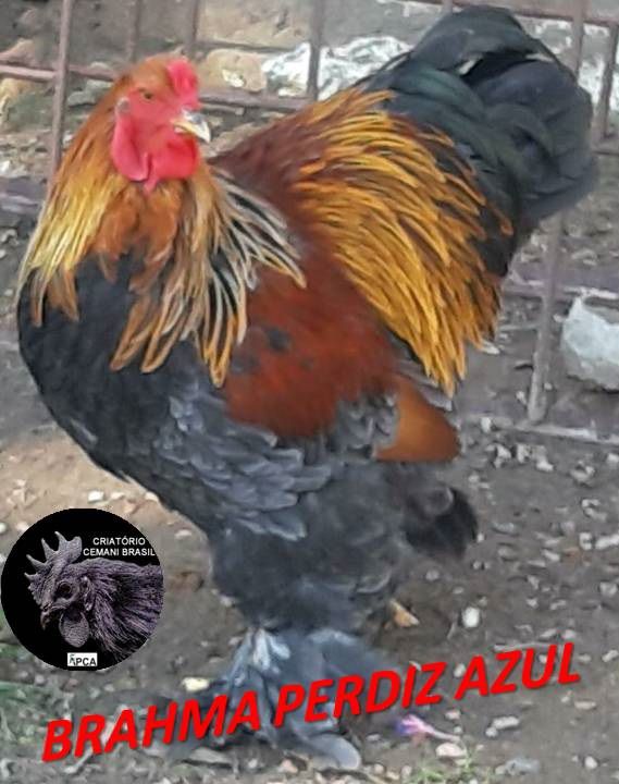 BRAHMA PERDIZ / PERDIZ AZUL ovos férteis com garantia de fertilidade! (Valor dúzia ovos férteis)