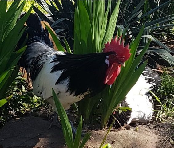 LAKENVELDER ovos galados com GARANTIA DE FERTILIDADE (Valor dúzia ovos férteis)