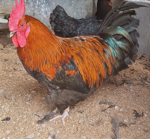 MARANS BLACK COPPER com GARANTIA DE FERTILIDADE! (06 ovos férteis)