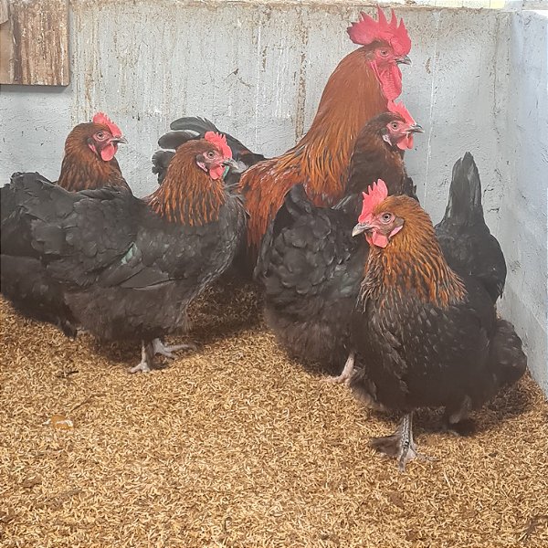 MARANS BLACK COPPER com GARANTIA DE FERTILIDADE! (06 ovos férteis)