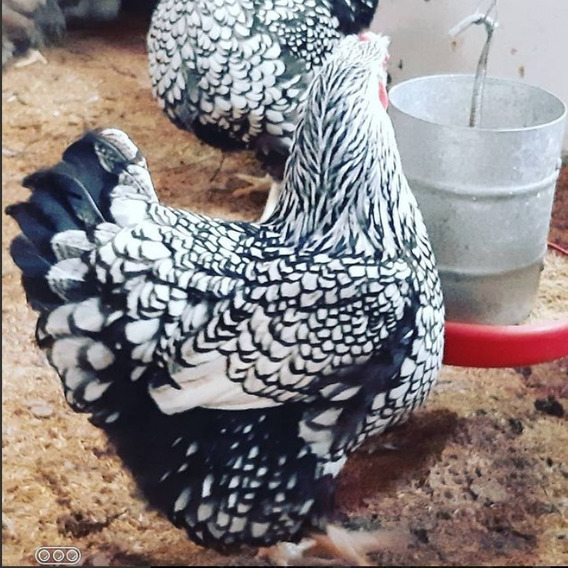OVO SURPRESA  - CEMANI BRASIL - Ovos sortidos das Raças do Criatório! (06 ovos férteis)