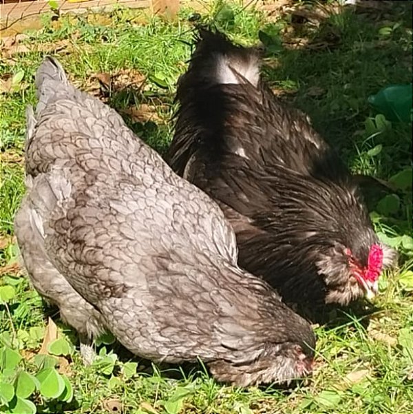 AMERAUCANA AZUL com Garantia de Fertilidade (06 ovos férteis)