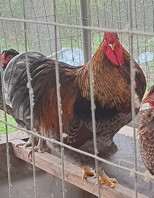 WYANDOTTE DOURADO LACEADO - 12 ovos férteis - CEMANI BRASIL