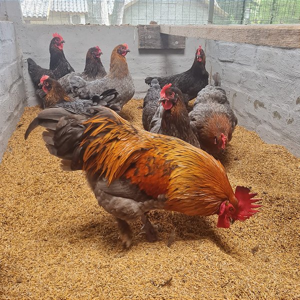 MARANS BLUE COPPER com GARANTIA DE FERTILIDADE! (06 ovos férteis) - CEMANI BRASIL