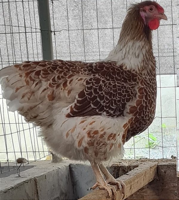 WYANDOTTE DOURADO LACEADO - 12 ovos férteis - CEMANI BRASIL