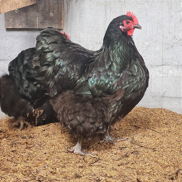 Orpington Black - 12 ovos ferteis para incubação - CEMANI BRASIL