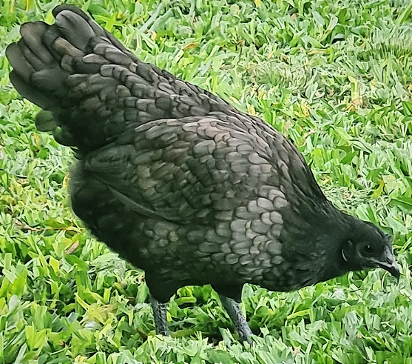 AYAM CEMANI AZUL com GARANTIA DE FERTILIDADE! (06 ovos férteis) - CEMANI BRASIL