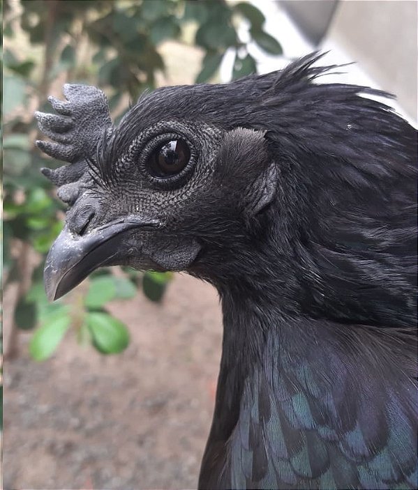 GALINHA AYAM CEMANI