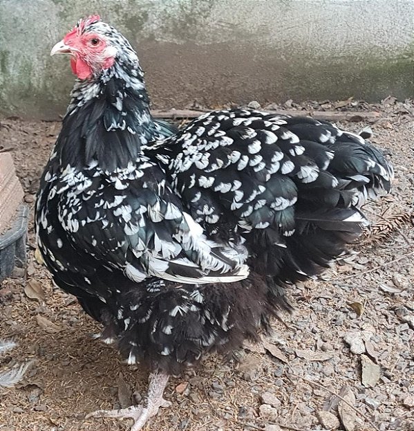 ORPINGTON (CHOCOLATE X MOTTLED ) ovos férteis com GARANTIA DE FERTILIDADE - 06 ovos férteis