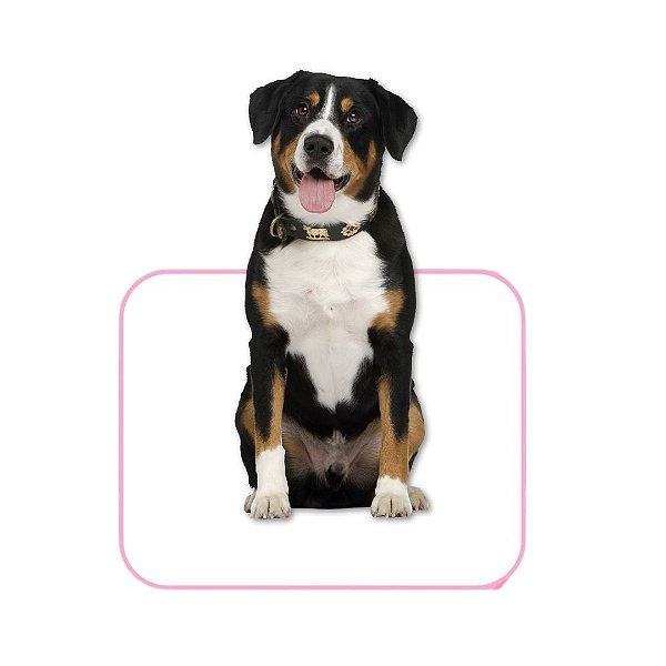 Tapete Higiênico Lavável Para Pet - Conforto e Praticidade Tamanho / Cor:Rosa M