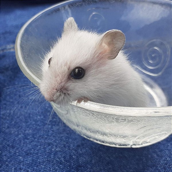 Featured image of post Imagens De Hamster Branco / Descubra como cuidar de seu hamster, como ganhar sua confiança e como fazer da gaiola um verdadeiro lar, cheio de brinquedos e bem organizada!