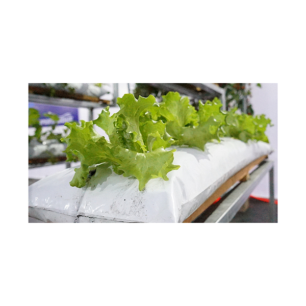 Saco Para Cultivo Slab Preto/Branco 39 cm x 1,10 - 100 unidades