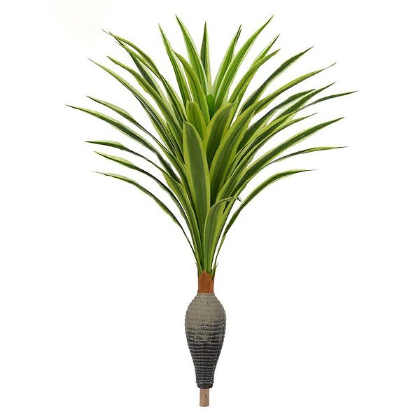 Dracena Garrafa Real Toque x37 verde creme 1,2M