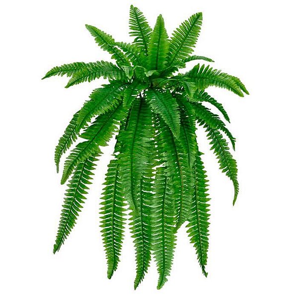 Samambaia Permanente de Pendurar (Apena a Planta)