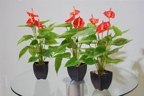 Planta Permanente Antúrio 42cm  3 Folhas c/ pote (PREÇO DA UNIDADE)