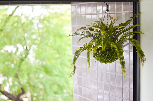 Samambaia Permanente 65cm (Apenas a Planta)