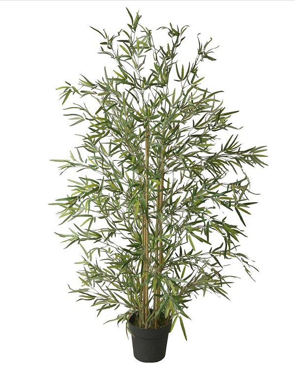 Bambu Permanente c/pote - Linha Premium