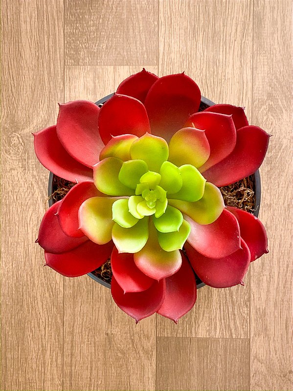 Suculenta Verde com Vermelho 20cm (apenas a planta)