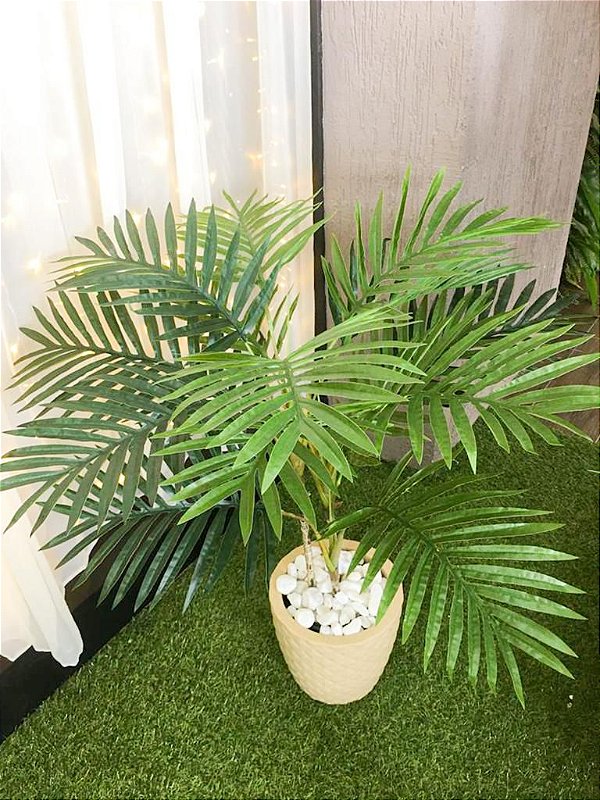 Palmeira Areca Real Toque x15 90cm
