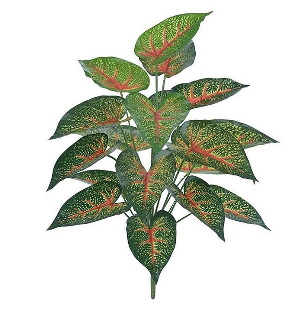 Planta Caladium Real Toque x18 60cm