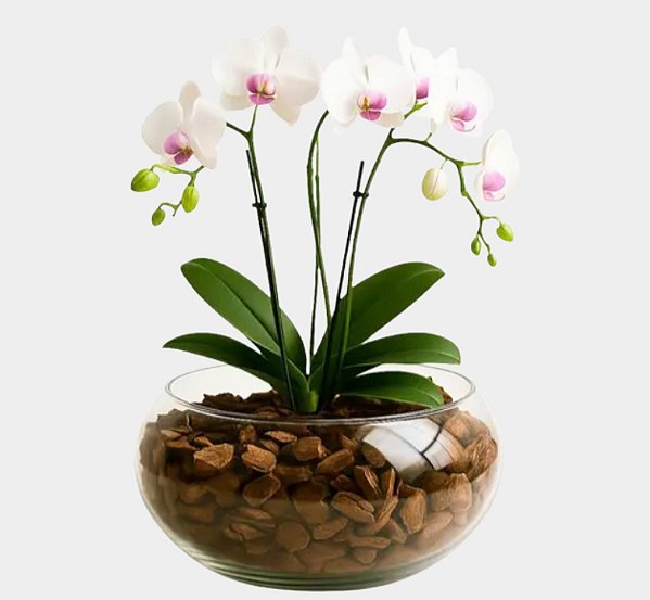 Orquídea Artificial Branca no Vaso